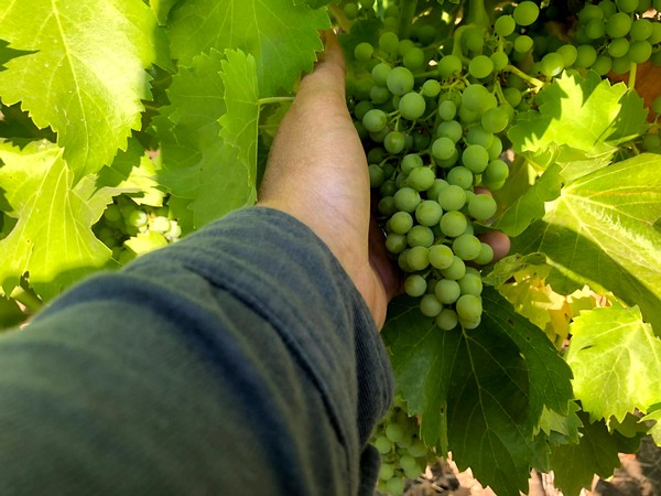 Grenache from Boushey Vineyards, Washington 