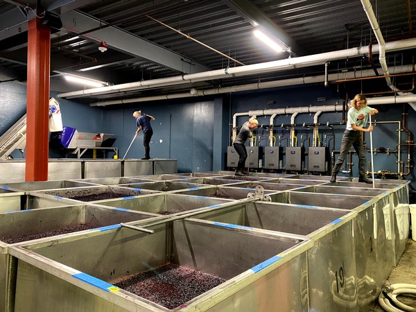 Winemakers punching down the grapes