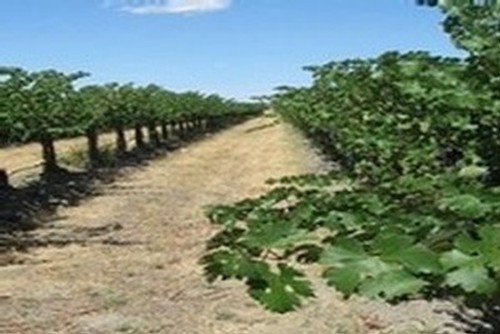 Klipsun Vineyard Photo