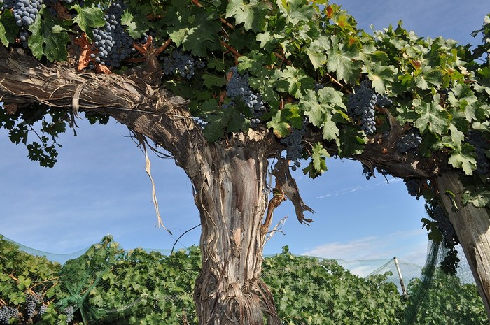 Vines at Harrison Hill Vineyard